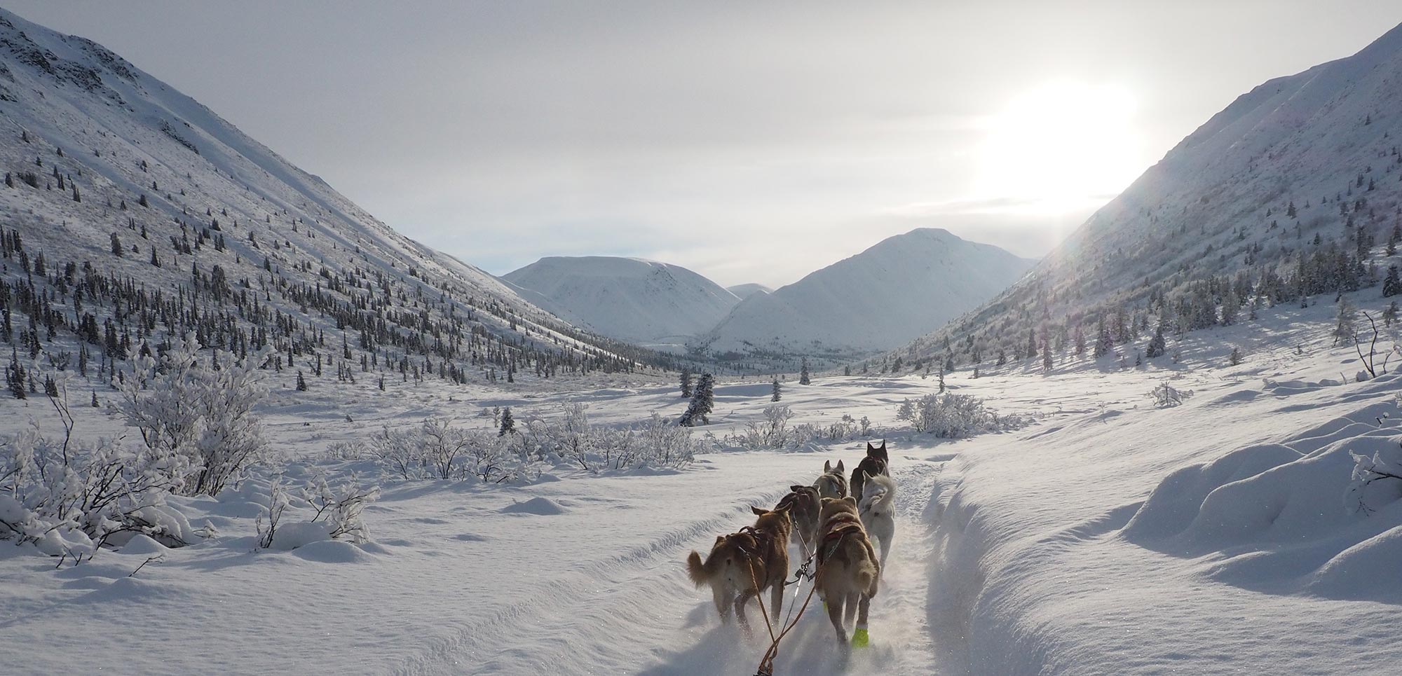 Welcome to ALAYUK Adventures, Yukon... Dog Sledding and Nature Tours